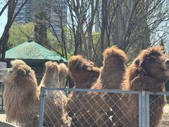 -长白岛森林公园