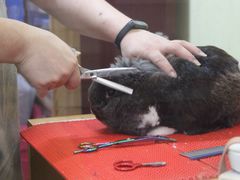 -宠物兔专门店(天丰利市场店)