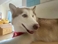 -Husky Go! 哈士奇体验馆·宠物咖啡厅狗咖