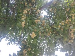 -素山寺森林公园