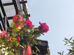 -慢丽江·云南野生菌土鸡锅(付家庄店)
