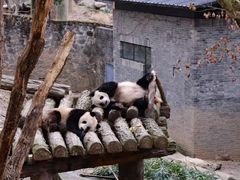 -都江堰中华大熊猫苑