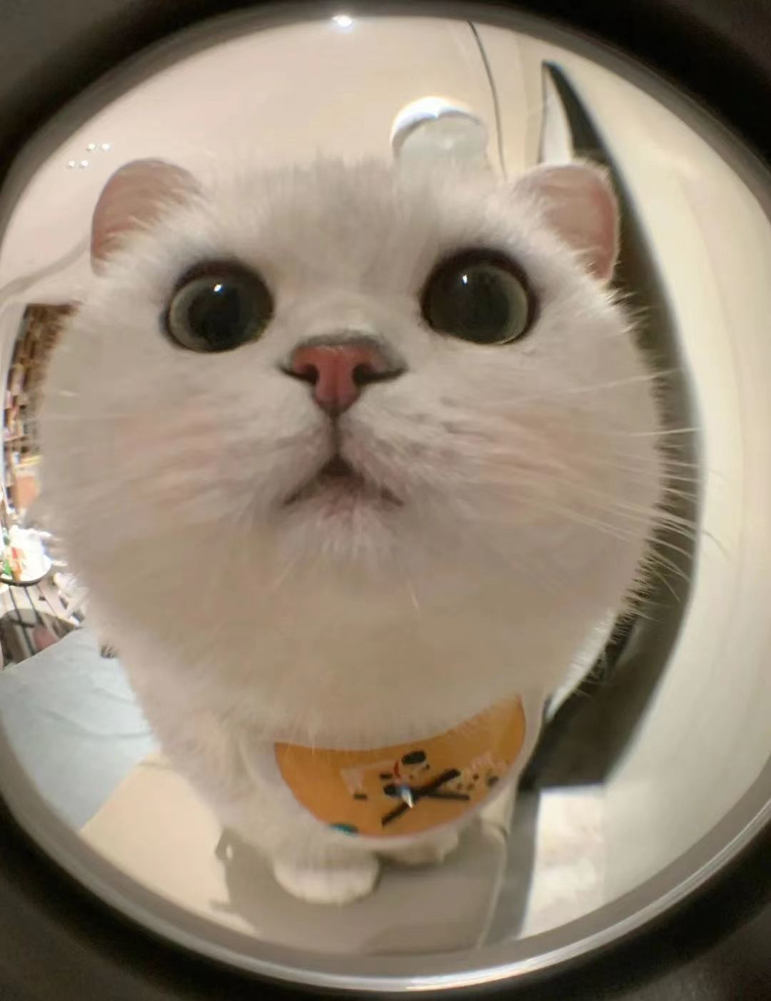 贴脸猫猫