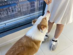 -怪兽屋·羊驼·猫咖·狗咖(俊华广场店)