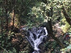-莫里热带雨林景区