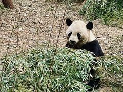 -安吉竹博园