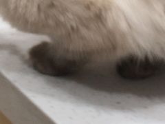 -瑞派宠物医院·犬猫全科·猫友好(宾水西道店)