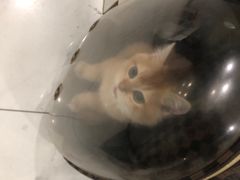 -艾吉宠物医院·疑难杂症转诊中心·猫友好(碧江路院)