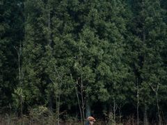 -武陵山森林公园