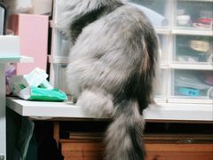 -PETKIT 小佩宠物·低压洗护·美容·寄养(安远店)