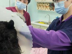 -北京观赏动物医院·24小时大型综合·猫专科·异宠专科