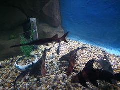 -苏州海洋馆