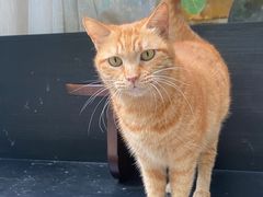 -COTTON CAFE(德信·中外公寓店)