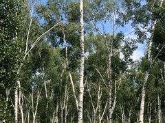 -塞罕坝国家级自然保护区