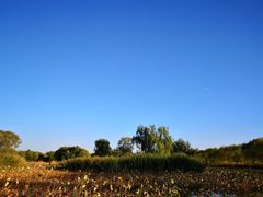 -大兴滨河森林公园