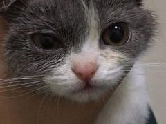 -瑞派康怡24h宠物医院·犬猫医疗中心·微创绝育(瑞景分院)