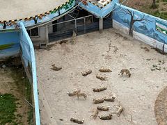 -西霞口神雕山野生动物世界
