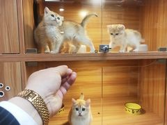 -猫十亿·布偶金渐层·曼基康矮脚猫舍(青年路店)
