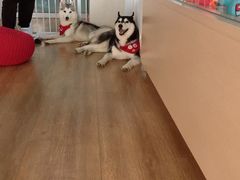 -Husky Go! 哈士奇体验馆·宠物咖啡厅狗咖