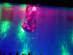 -芜湖新华联大白鲸海洋公园