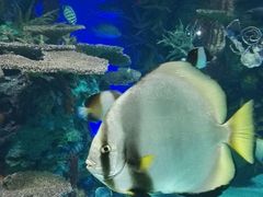 -瑞普利水族馆