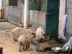 -合肥野生动物园