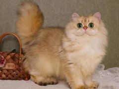 -柚子猫舍·精品猫舍购猫·猫咪认养·购宠·宠物店