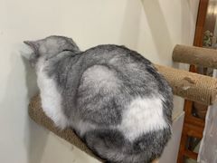 -共舞时光猫咖·狗咖(新街口店)