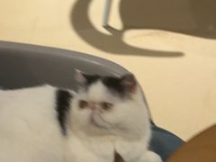 -藏猫猫咖啡主题馆(中央大道店)