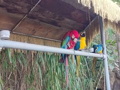 -西霞口神雕山野生动物世界