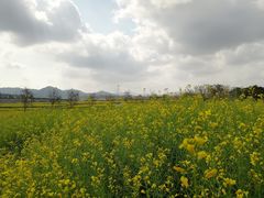 -光明小镇欢乐田园