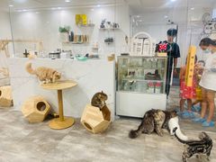 -楼上猫咖(罗湖店)