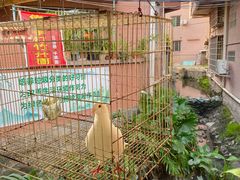 -小洲村