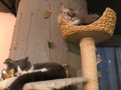 -共舞时光猫咖·狗咖(新街口店)