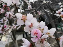 -桃花堤公园