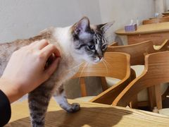 -藏猫猫咖啡主题馆(中央大道店)