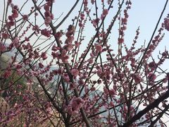 -香雪海