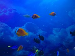 -芜湖新华联大白鲸海洋公园