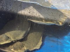 -小铜锣湾海鲜家常菜馆(河西店)