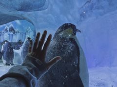-海合安成都极地海洋公园