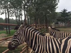 -大连森林动物园