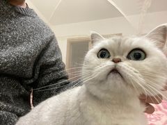 -喵zoo家庭繁育猫舍(尖东智能花园店)