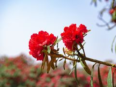 -贵州百里杜鹃风景名胜区
