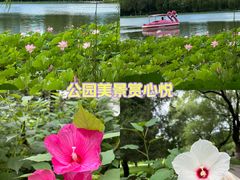 -莲花池公园
