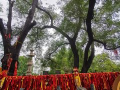 -大槐树寻根祭祖园