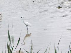 -福田红树林生态公园