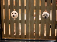 -柴犬小屋·柴餐厅·狗咖食堂(金鼎广场店)