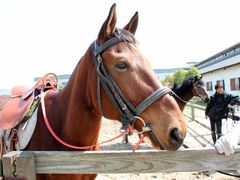 马儿-松声马术俱乐部