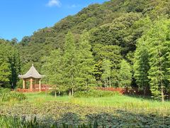 -广州市石门国家森林公园