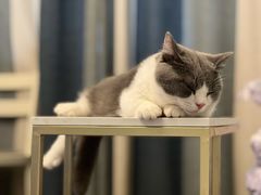 -飞行喵MR PILOT|猫舍·猫咖(静安大融城店)